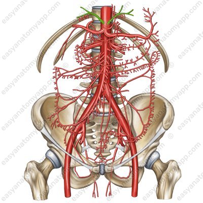 Нижние диафрагмальные артерии (aa. phrenicae inferiores)